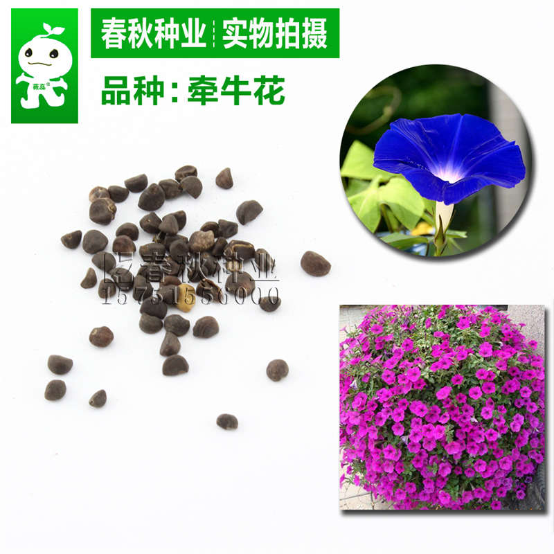 牽牛花