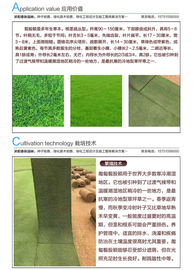 剪股穎(包衣)種子應(yīng)用價(jià)值及種植技術(shù)