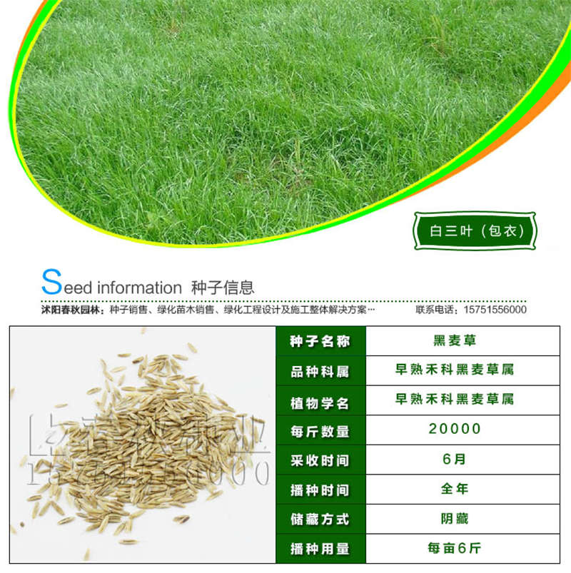 多年生黑麥草種子基本信息
