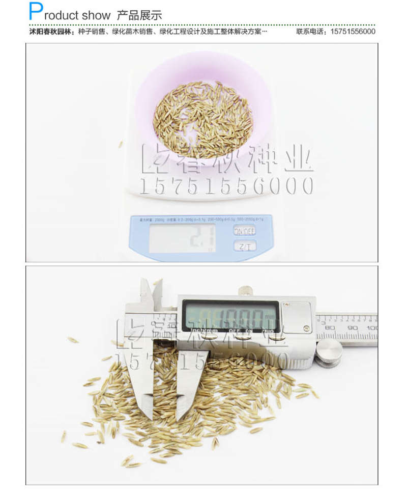 多年生黑麥草種子銷售參考價(jià)格