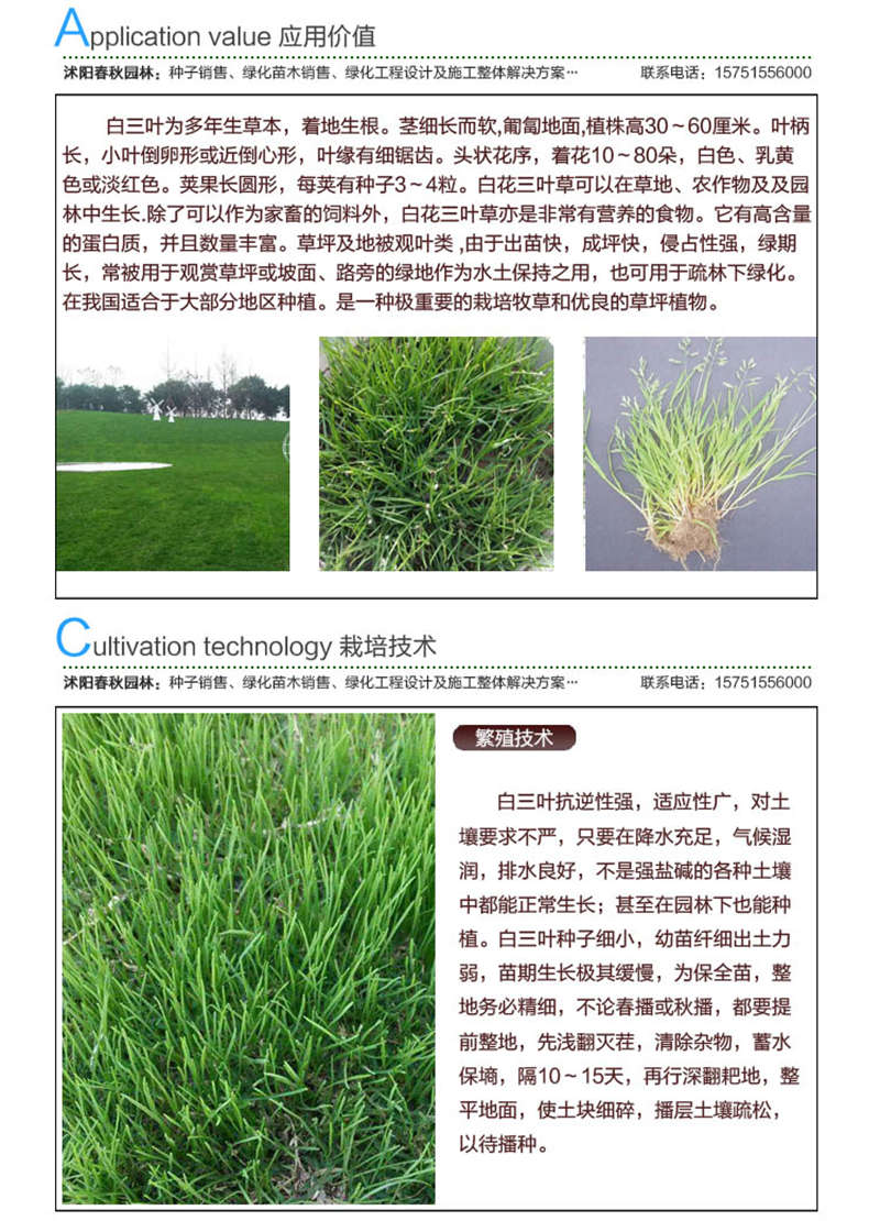 多年生黑麥草種子應(yīng)用價(jià)值及種植技術(shù)