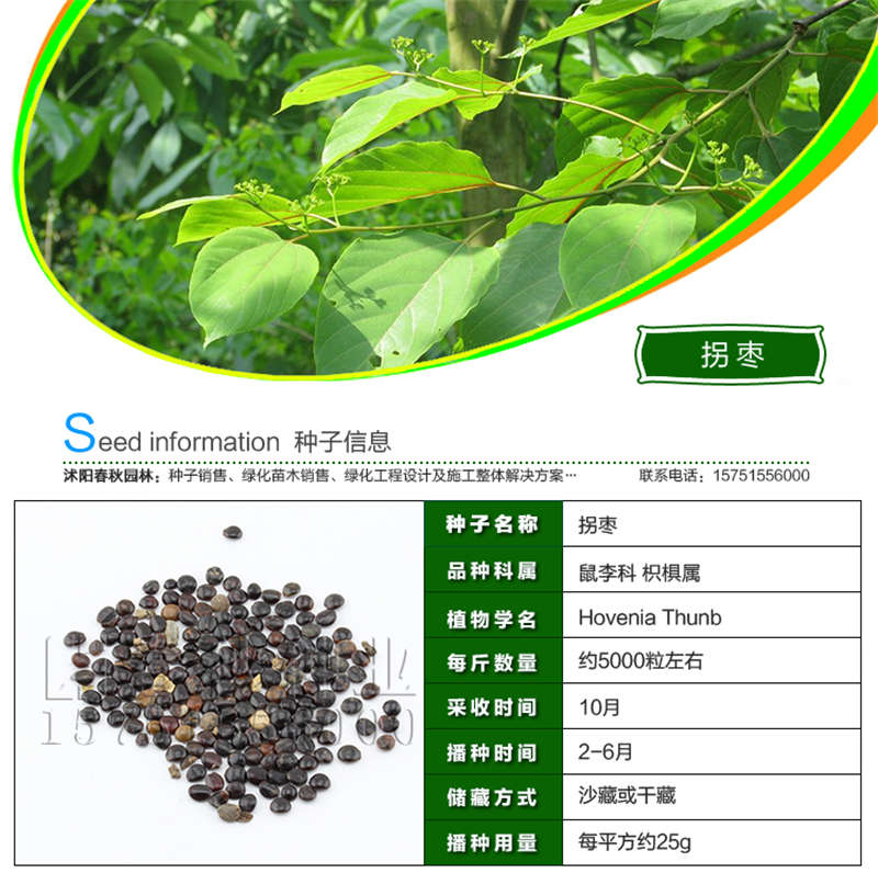 拐棗種子基本信息