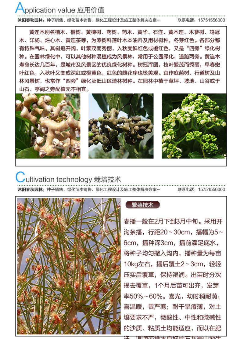 拐棗種子應(yīng)用價(jià)值及種植技術(shù)