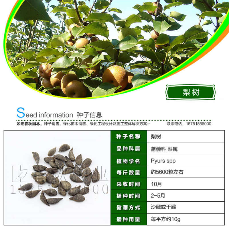 梨樹(shù)種子基本信息