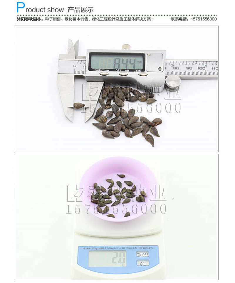梨樹(shù)種子銷售參考價(jià)格