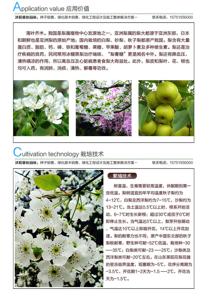 梨樹(shù)種子應(yīng)用價(jià)值及種植技術(shù)