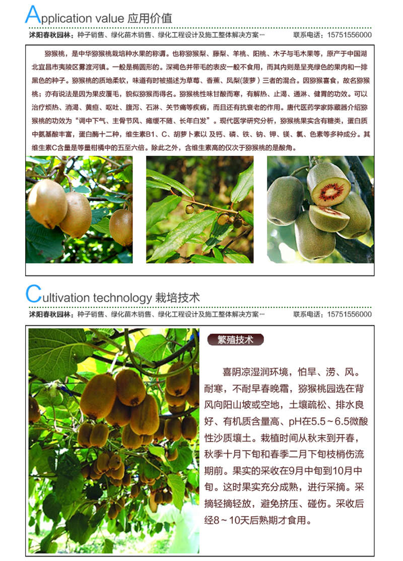 獼猴桃種子應(yīng)用價(jià)值及種植技術(shù)