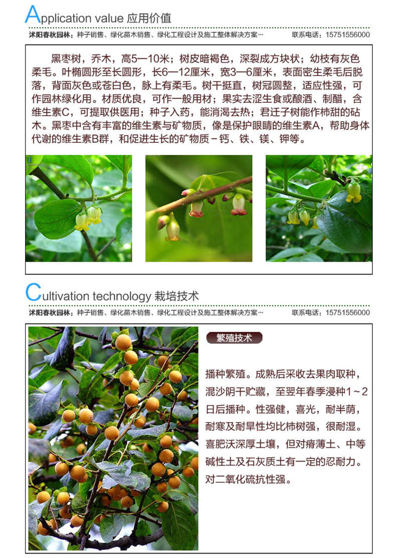 君遷子種子應(yīng)用價值及種植技術(shù)