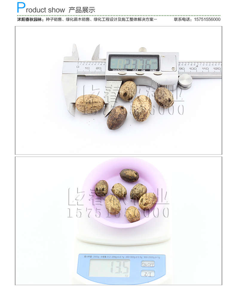南酸棗種子銷售參考價格