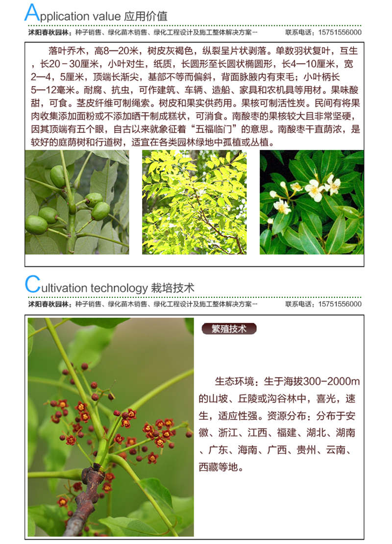 南酸棗種子應(yīng)用價值及種植技術(shù)