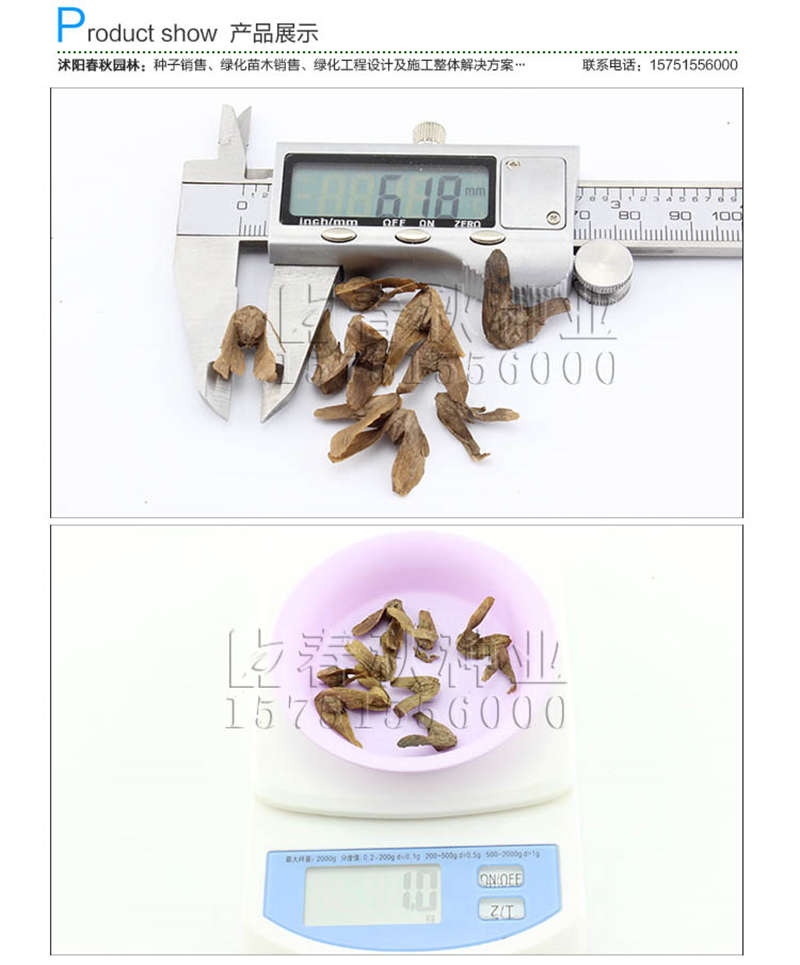 楓楊種子銷售參考價(jià)格