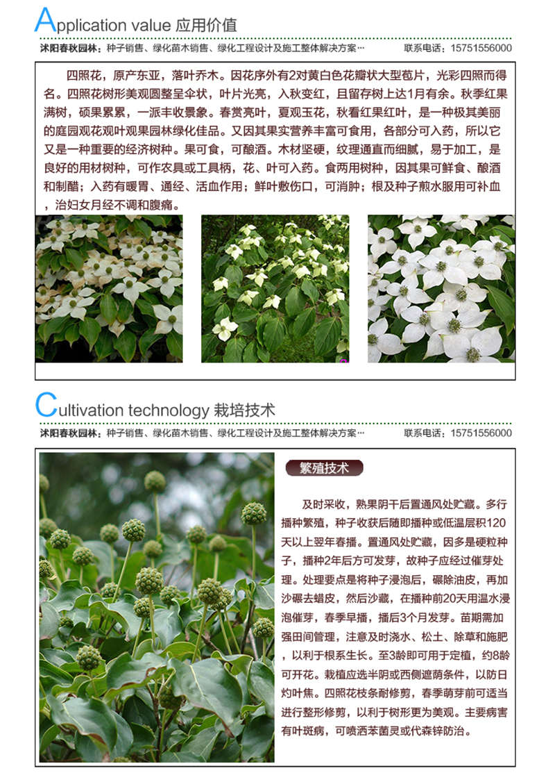 四照花種子應(yīng)用價值及種植技術(shù)