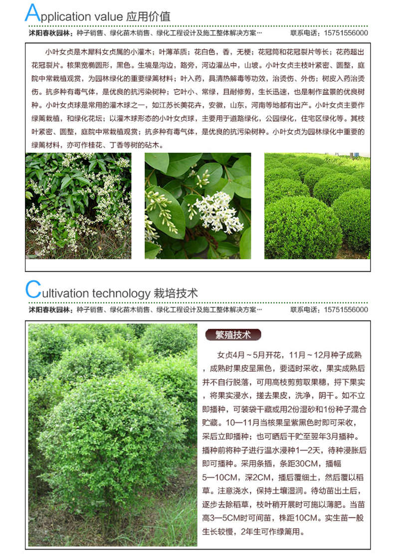 小葉女貞種子應用價值及種植技術(shù)