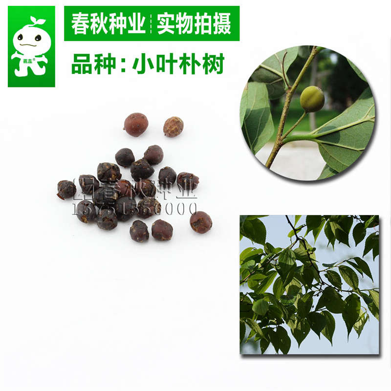 小葉樸樹(shù)