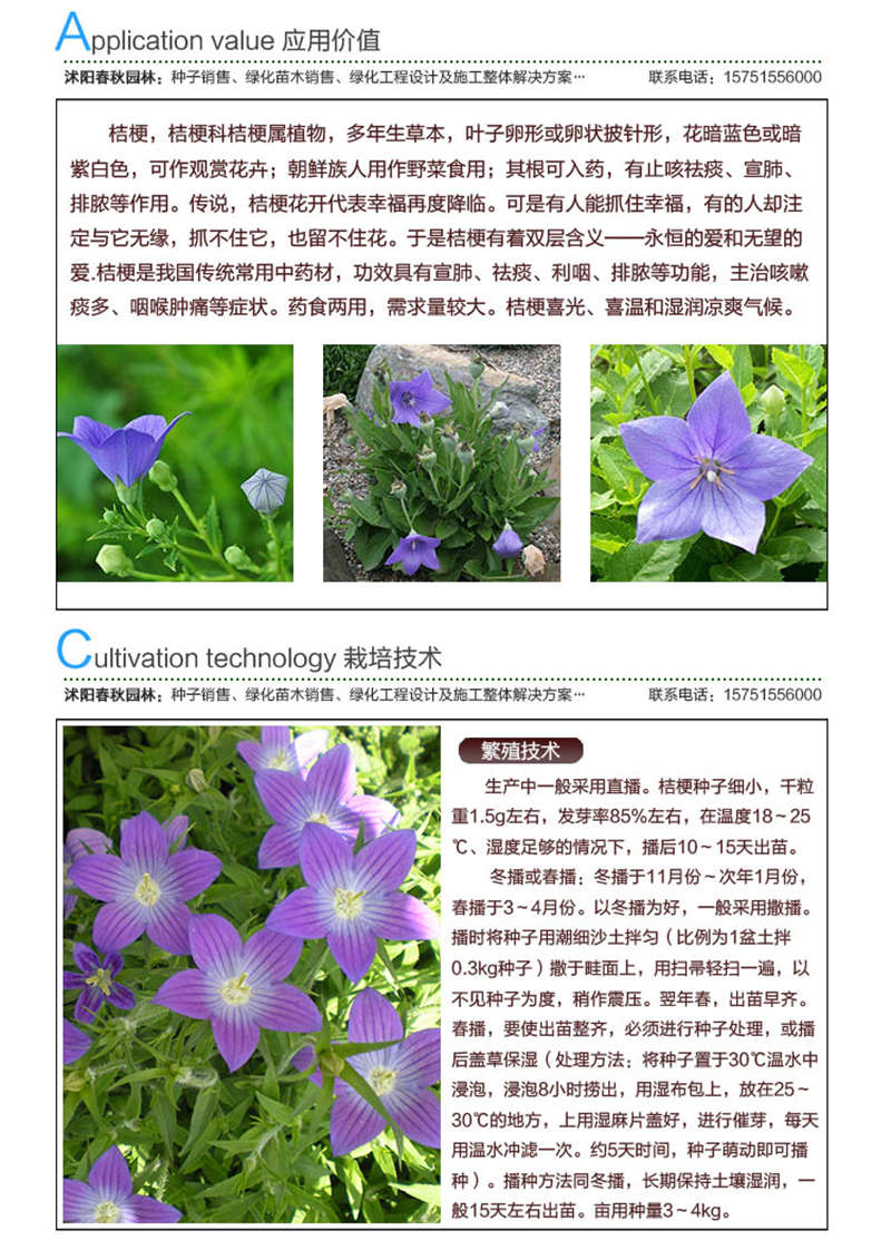桔梗種子應(yīng)用價值及種植技術(shù)