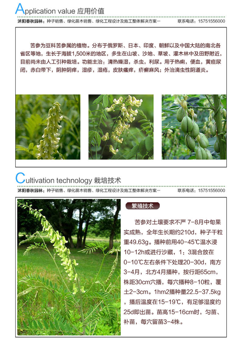 苦參種子應(yīng)用價(jià)值及種植技術(shù)