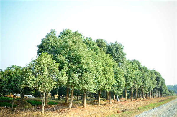 香樟樹生長習(xí)性