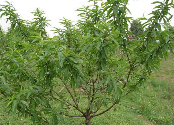 桃樹產(chǎn)地價(jià)格