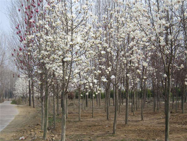 白玉蘭產(chǎn)地價格