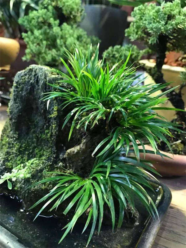 石菖蒲生長(zhǎng)習(xí)性