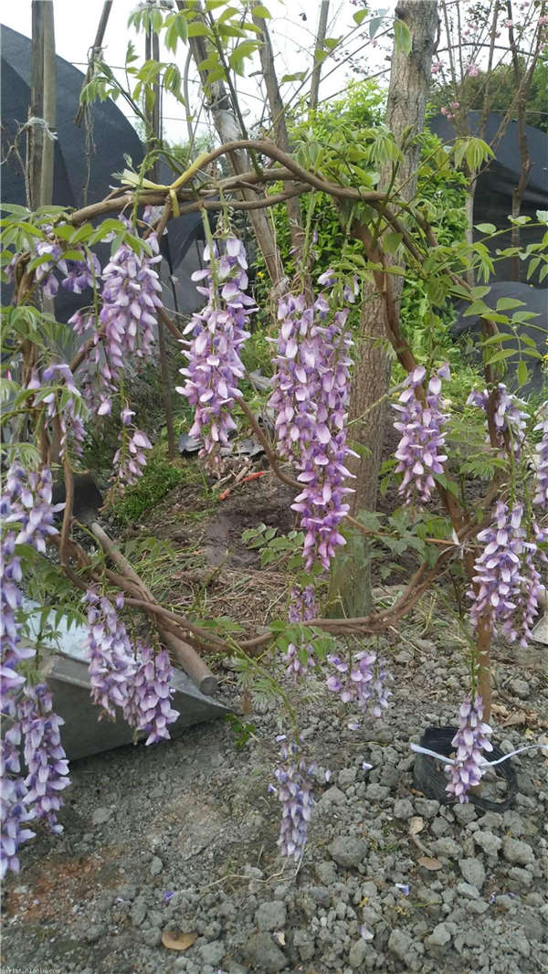 紫藤花生長習(xí)性