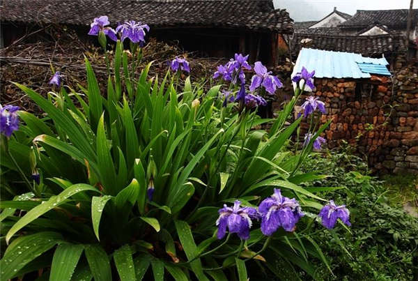 鳶尾花生長習(xí)性