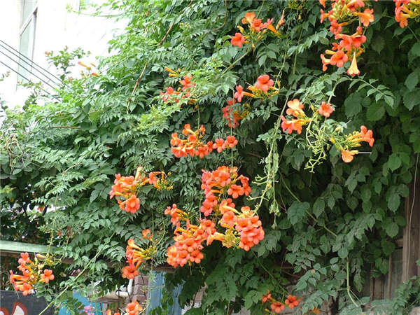 凌霄形態(tài)特征