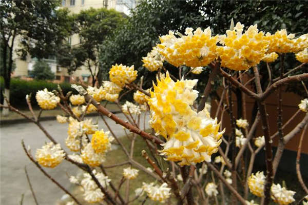 結(jié)香花基本信息