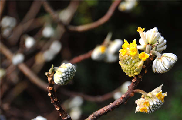 結(jié)香花產(chǎn)地價(jià)格