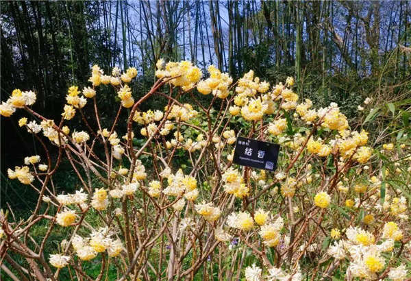 結(jié)香花形態(tài)特征