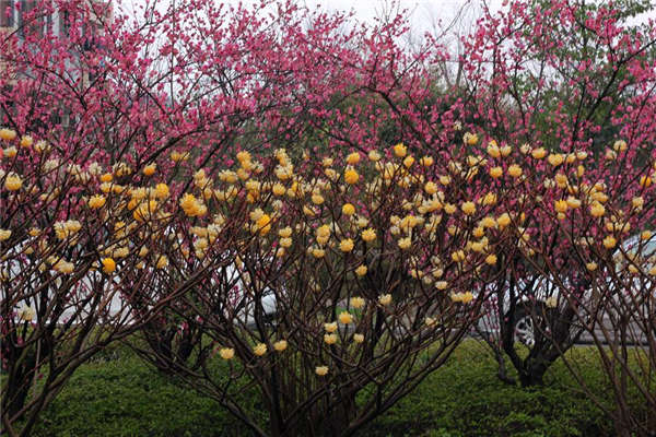 結(jié)香花生長(zhǎng)習(xí)性