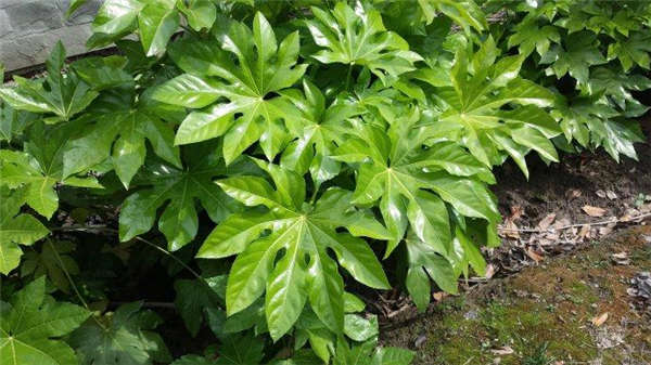 八角金盤生長習(xí)性