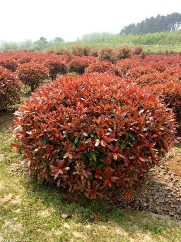 紅葉石楠基本信息