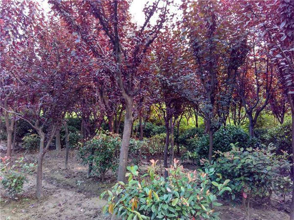 紅葉李產(chǎn)地價格